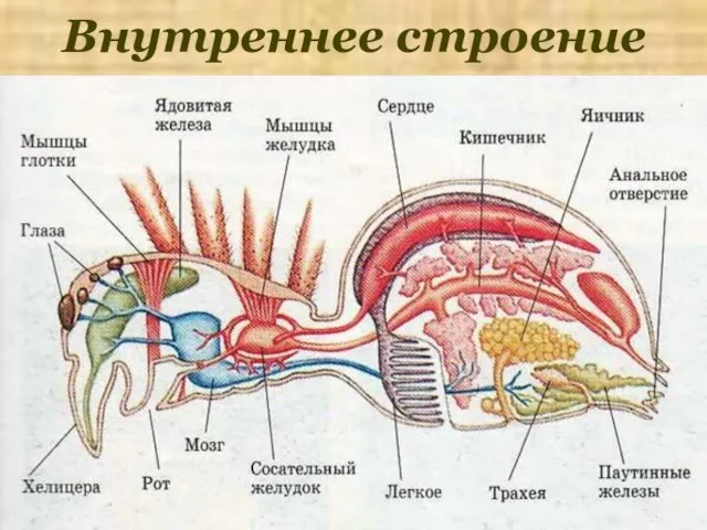 Внутреннее строение