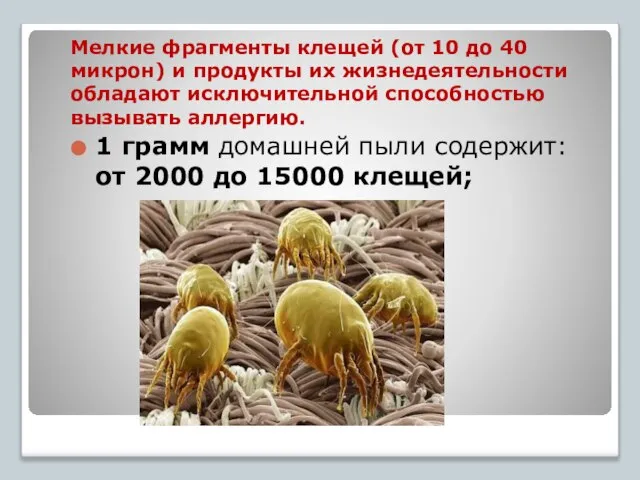 Мелкие фрагменты клещей (от 10 до 40 микрон) и продукты их жизнедеятельности