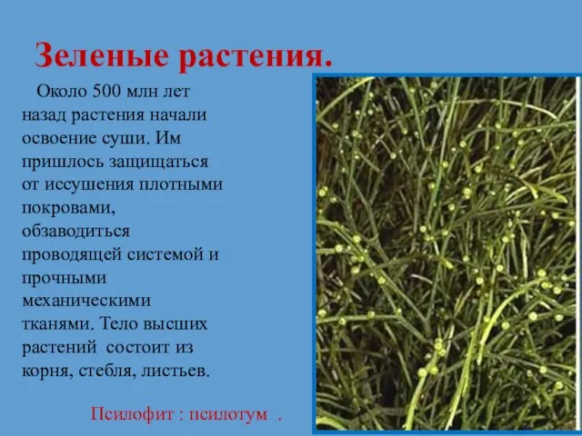 Зеленые растения. Около 500 млн лет назад растения начали освоение суши. Им