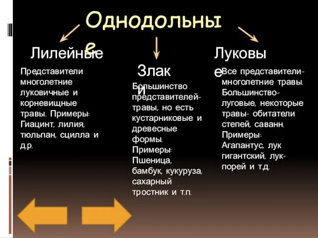 Однодольные Лилейные Злаки Луковые Представители многолетние луковичные и корневищные травы. Примеры: Гиацинт,