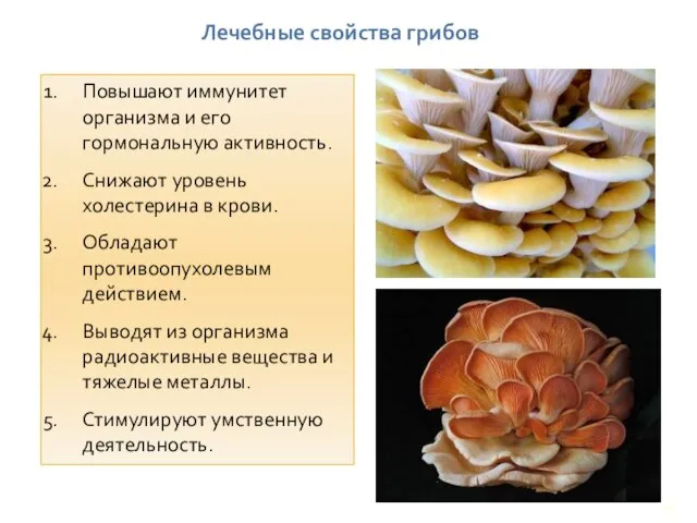 Лечебные свойства грибов Повышают иммунитет организма и его гормональную активность. Снижают уровень