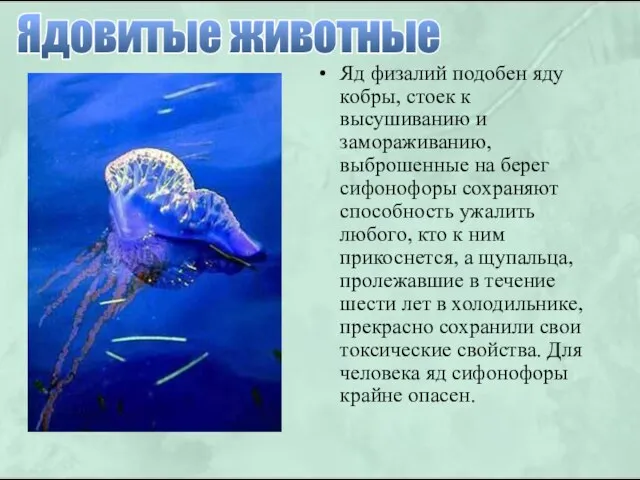 Яд физалий подобен яду кобры, стоек к высушиванию и замораживанию, выброшенные на