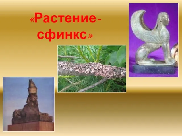 «Растение-сфинкс»