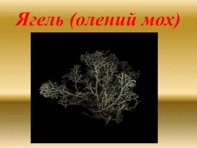 Ягель (олений мох)