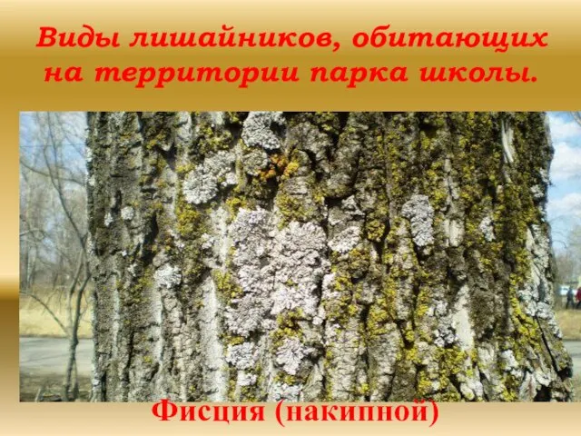 Виды лишайников, обитающих на территории парка школы. Фисция (накипной)