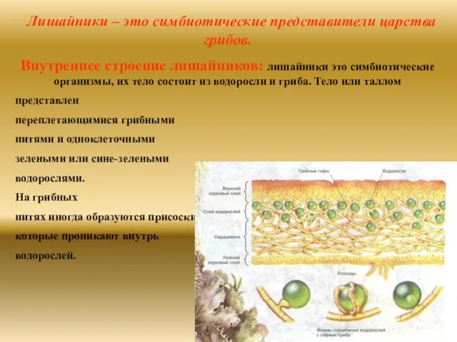 Лишайники – это симбиотические представители царства грибов. Внутреннее строение лишайников: лишайники это