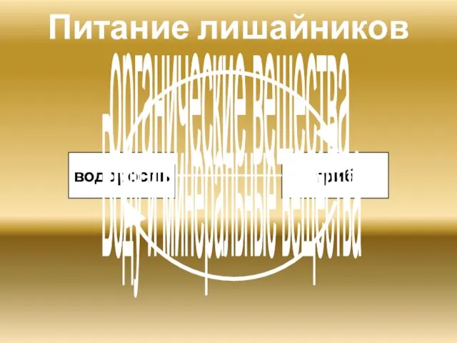 Питание лишайников водоросль гриб Воду и минеральные вещества органические вещества