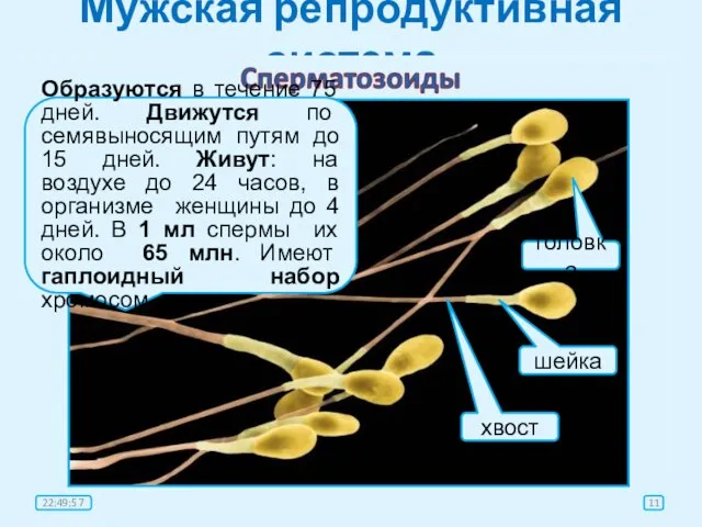 Мужская репродуктивная система головка шейка хвост Образуются в течение 75 дней. Движутся