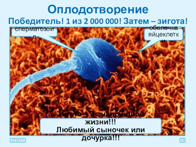 Оплодотворение Победитель! 1 из 2 000 000! Затем – зигота! сперматозоид оболочка