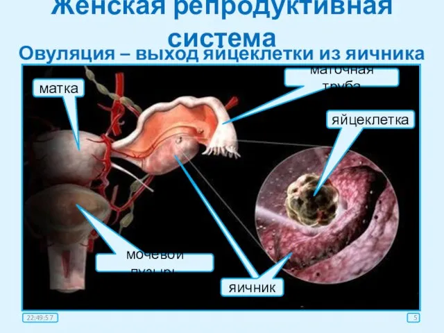 Женская репродуктивная система Овуляция – выход яйцеклетки из яичника маточная труба яйцеклетка яичник матка мочевой пузырь