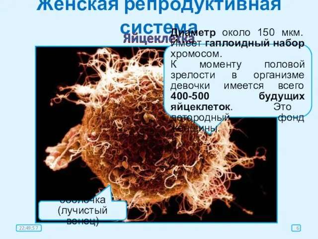 Женская репродуктивная система оболочка (лучистый венец) Диаметр около 150 мкм. Имеет гаплоидный