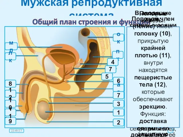 Мужская репродуктивная система Половые железы: семенники, или яички, (1) образуют половые клетки