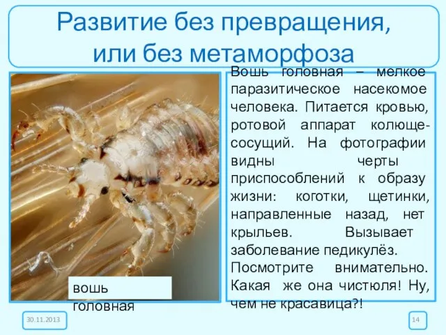 Развитие без превращения, или без метаморфоза Вошь головная – мелкое паразитическое насекомое