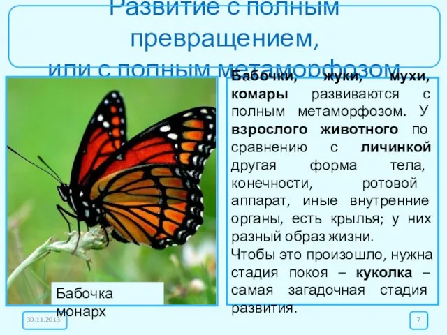 Развитие с полным превращением, или с полным метаморфозом Бабочки, жуки, мухи, комары