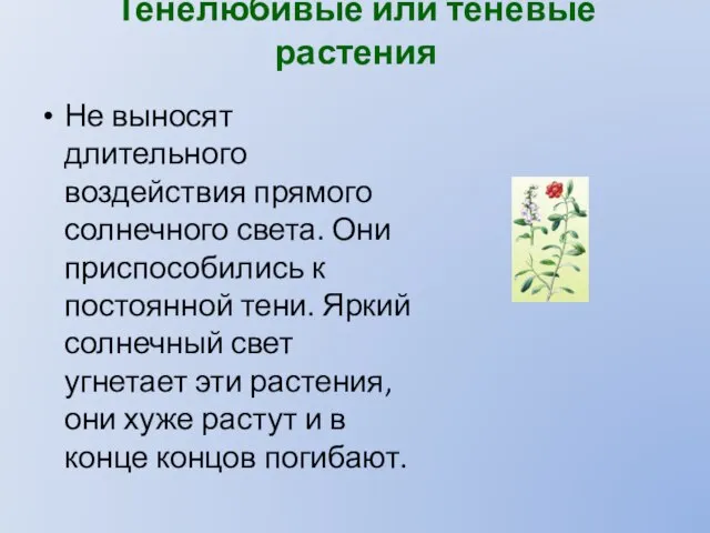 Тенелюбивые или теневые растения Не выносят длительного воздействия прямого солнечного света. Они