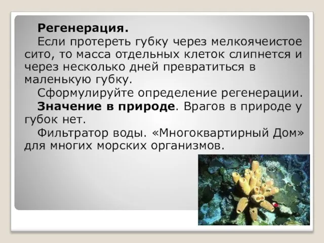 Регенерация. Если протереть губку через мелкоячеистое сито, то масса отдельных клеток слипнется