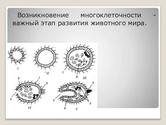 Возникновение многоклеточности -важный этап развития животного мира.