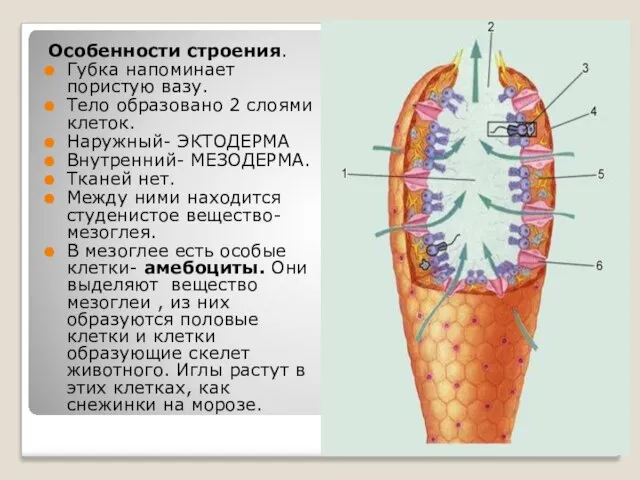 Особенности строения. Губка напоминает пористую вазу. Тело образовано 2 слоями клеток. Наружный-