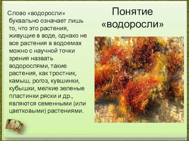 Понятие «водоросли» Слово «водоросли» буквально означает лишь то, что это растения, живущие