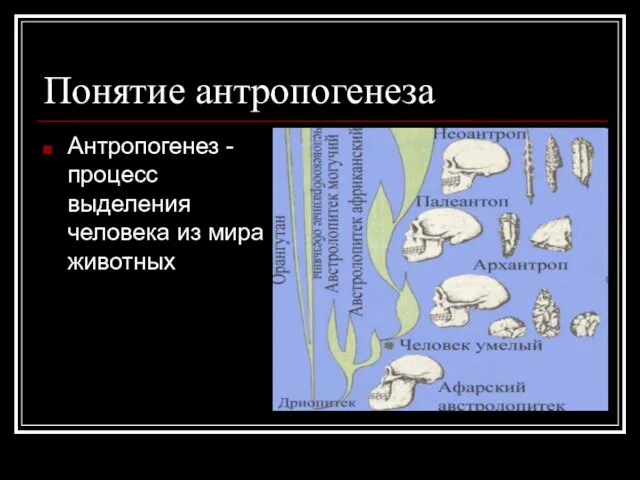 Понятие антропогенеза Антропогенез - процесс выделения человека из мира животных