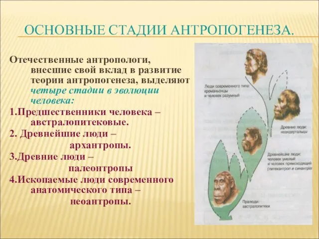 ОСНОВНЫЕ СТАДИИ АНТРОПОГЕНЕЗА. Отечественные антропологи, внесшие свой вклад в развитие теории антропогенеза,