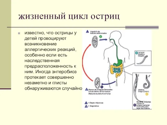 жизненный цикл остриц известно, что острицы у детей провоцируют возникновение аллергических реакций,