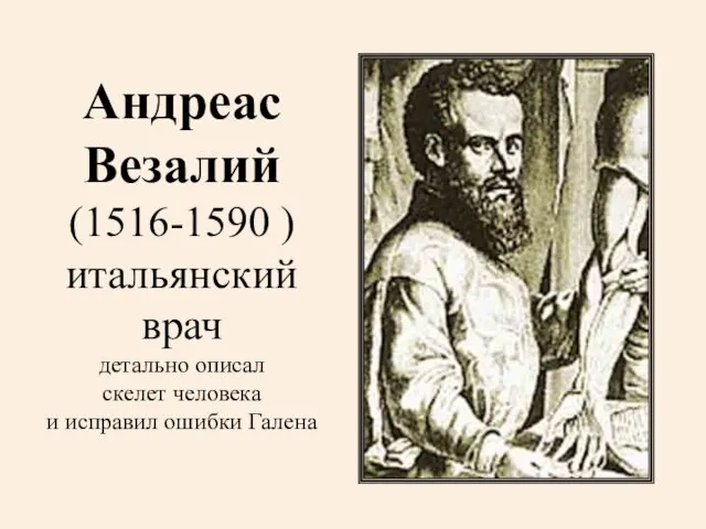 Андреас Везалий (1516-1590 ) итальянский врач детально описал скелет человека и исправил ошибки Галена