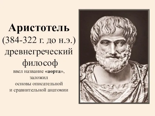 Аристотель (384-322 г. до н.э.) древнегреческий философ ввел название «аорта», заложил основы описательной и сравнительной анатомии