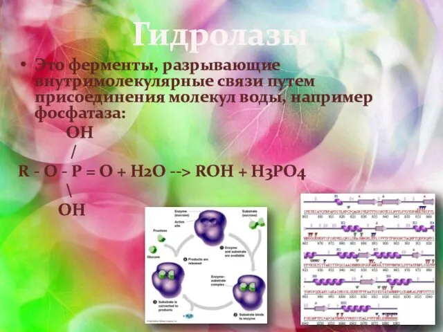 Гидролазы Это ферменты, разрывающие внутримолекулярные связи путем присоединения молекул воды, например фосфатаза: