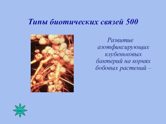 Типы биотических связей 500 Развитие азотфиксирующих клубеньковых бактерий на корнях бобовых растений –