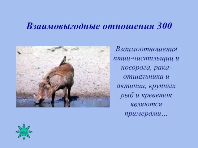 Взаимовыгодные отношения 300 Взаимоотношения птиц-чистильщиц и носорога, рака-отшельника и актинии, крупных рыб и креветок являются примерами…