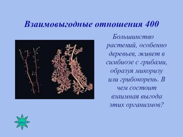 Взаимовыгодные отношения 400 Большинство растений, особенно деревьев, живет в симбиозе с грибами,