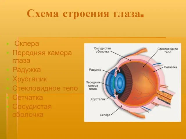 Схема строения глаза. Склера Передняя камера глаза Радужка Хрусталик Стекловидное тело Сетчатка Сосудистая оболочка