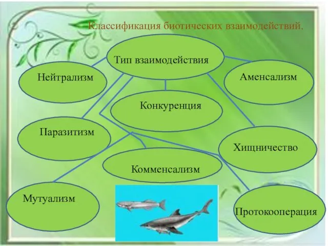 Классификация биотических взаимодействий. Нейтрализм Тип взаимодействия Конкуренция Аменсализм Паразитизм Хищничество Комменсализм Протокооперация Мутуализм