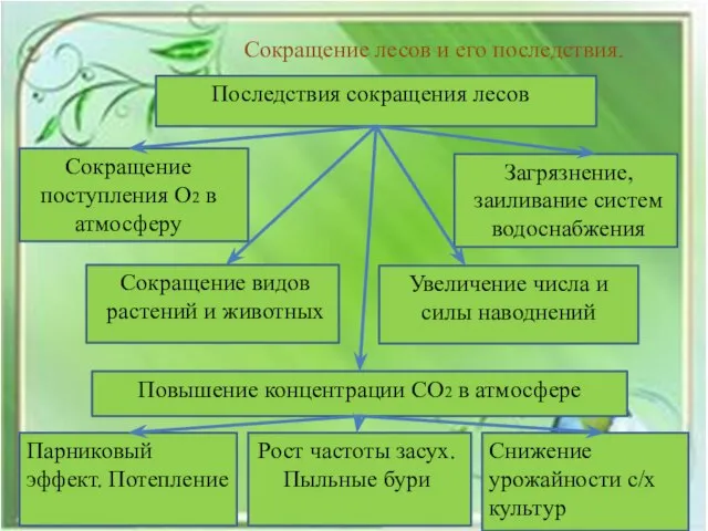 Сокращение лесов и его последствия. Последствия сокращения лесов Сокращение поступления О2 в