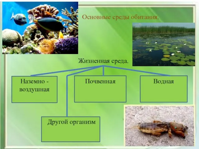 Основные среды обитания. Жизненная среда. Наземно - воздушная Почвенная Водная Другой организм