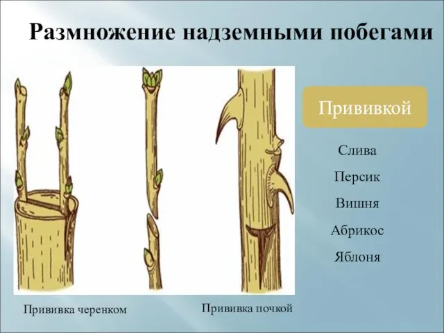 Размножение надземными побегами Прививкой Прививка черенком Прививка почкой Слива Персик Вишня Абрикос Яблоня