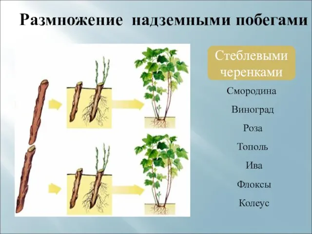 Размножение надземными побегами Стеблевыми черенками Смородина Виноград Роза Тополь Ива Флоксы Колеус