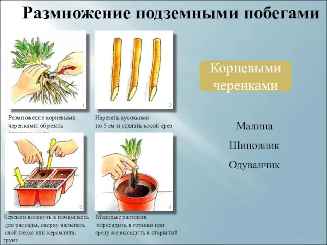 Размножение подземными побегами Корневыми черенками Размножение корневыми Нарезать кусочками черенками: обрезать по