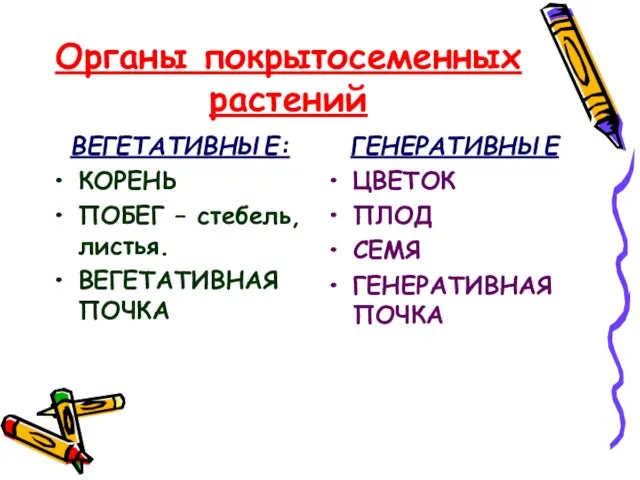 Органы покрытосеменных растений ВЕГЕТАТИВНЫЕ: КОРЕНЬ ПОБЕГ – стебель, листья. ВЕГЕТАТИВНАЯ ПОЧКА ГЕНЕРАТИВНЫЕ