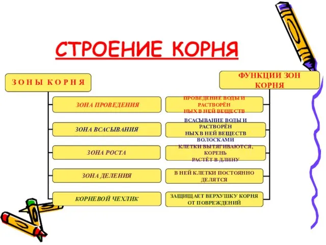 СТРОЕНИЕ КОРНЯ