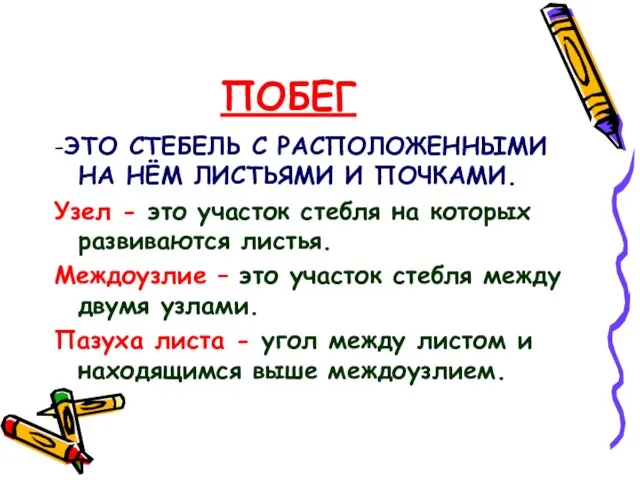 ПОБЕГ -ЭТО СТЕБЕЛЬ С РАСПОЛОЖЕННЫМИ НА НЁМ ЛИСТЬЯМИ И ПОЧКАМИ. Узел -