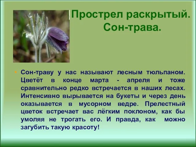 Прострел раскрытый. Сон-трава. Сон-траву у нас называют лесным тюльпаном. Цветёт в конце