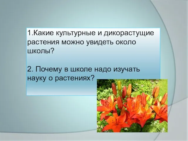 1.Какие культурные и дикорастущие растения можно увидеть около школы? 2. Почему в