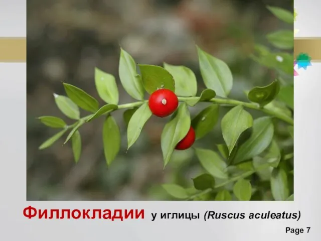 Филлокладии у иглицы (Ruscus aculeatus)