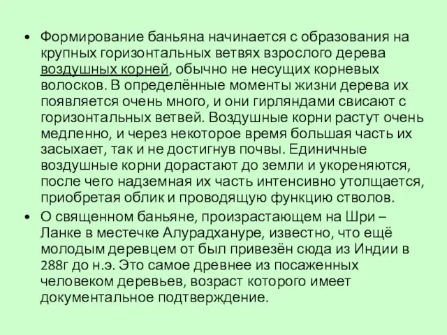 Формирование баньяна начинается с образования на крупных горизонтальных ветвях взрослого дерева воздушных