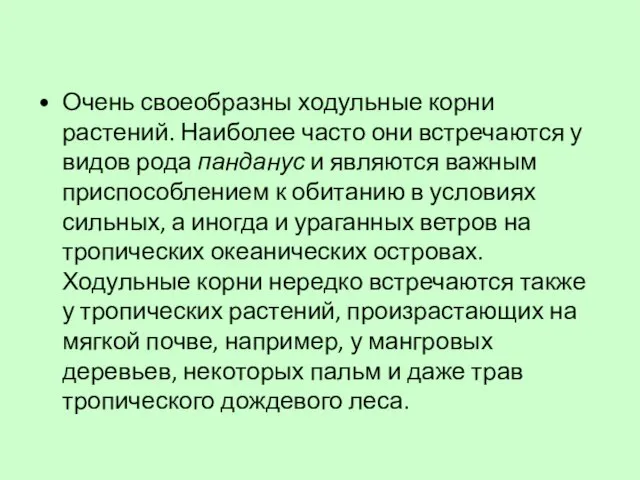 Очень своеобразны ходульные корни растений. Наиболее часто они встречаются у видов рода