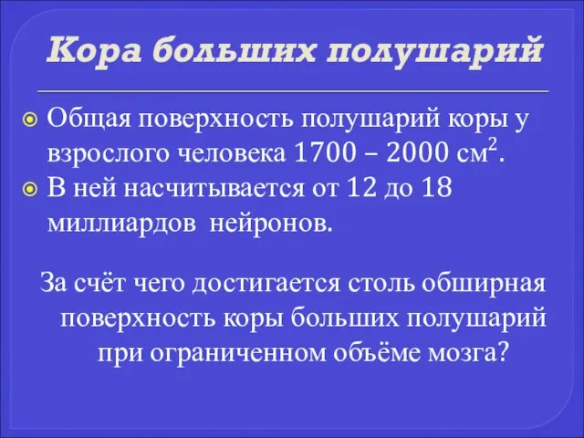 Кора больших полушарий Общая поверхность полушарий коры у взрослого человека 1700 –