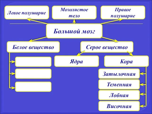 Большой мозг Левое полушарие Мозолистое тело Правое полушарие Серое вещество Белое вещество