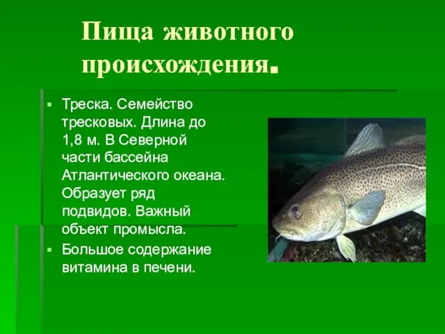 Пища животного происхождения. Треска. Семейство тресковых. Длина до 1,8 м. В Северной